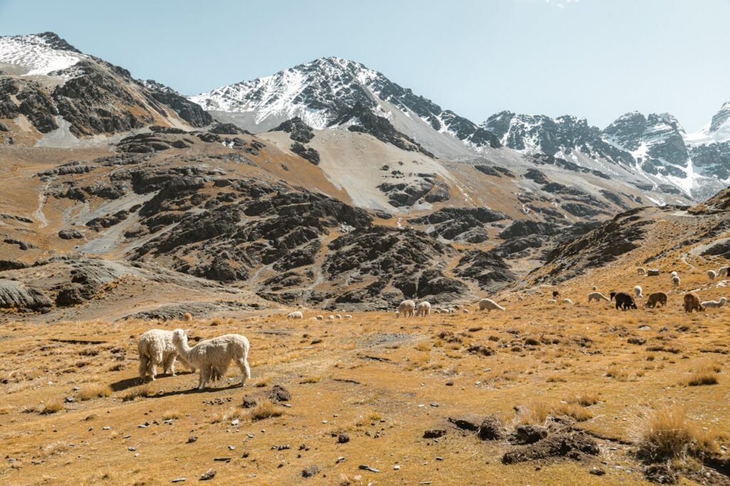 pexels-photo-27237505 Sheep in a Mountain Valley